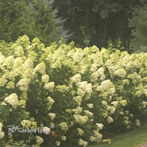 Hydrangea 'Limelight'