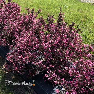 Very Fine Wine® Weigela florida