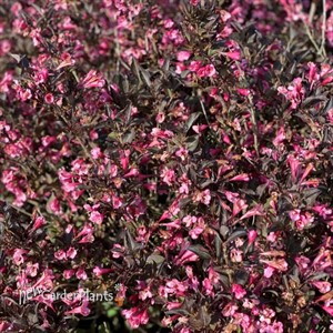 Very Fine Wine® Weigela florida