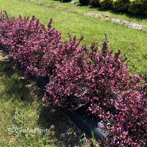 Very Fine Wine® Weigela florida