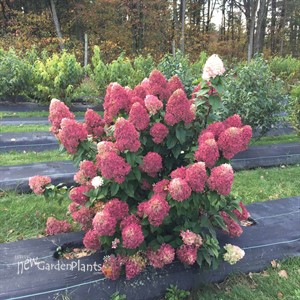 Quick Fire Fab® Panicle Hydrangea