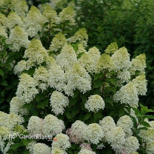 Quick Fire Fab® Panicle Hydrangea