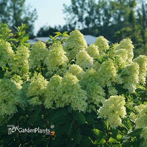 Hydrangea Limelight Prime Panicle