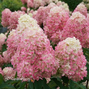 Hydrangea Limelight Prime Panicle