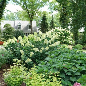 Hydrangea Limelight Prime Panicle