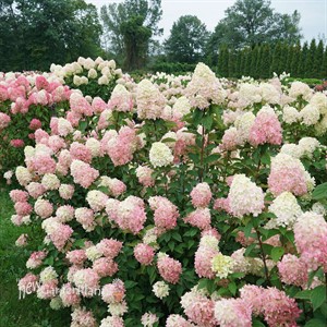 Hydrangea Limelight Prime Panicle