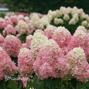 Hydrangea Limelight Prime Panicle