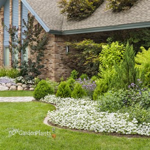 Supertunia Vista Snowdrift Petunia hybrid