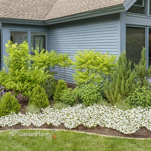 Supertunia Vista Snowdrift Petunia hybrid