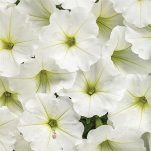 Supertunia Vista Snowdrift Petunia hybrid