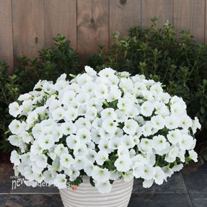 Supertunia Vista Snowdrift Petunia hybrid