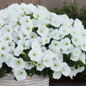Supertunia Vista Snowdrift Petunia hybrid