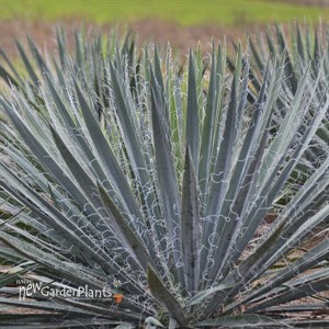 Yucca 'Excalibur'