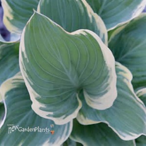 Hosta 'Sagae'