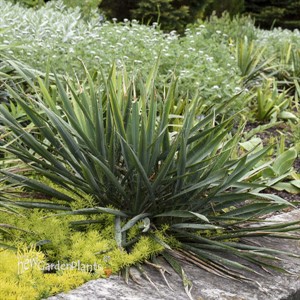 Yucca 'Excalibur'