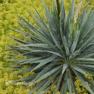 Yucca 'Excalibur'