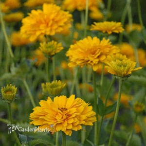 'Summer Sun' Heliopsis False Sunflower