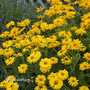 'Summer Sun' Heliopsis False Sunflower