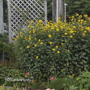 'Summer Sun' Heliopsis False Sunflower