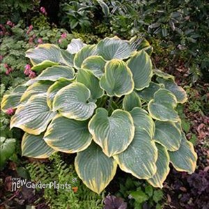Hosta 'Sagae'