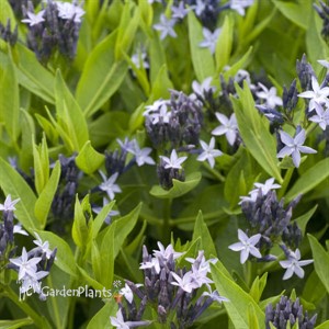 'Blue Ice' Amsonia Blue Star