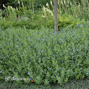 'Blue Ice' Amsonia Blue Star