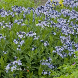 'Blue Ice' Amsonia Blue Star