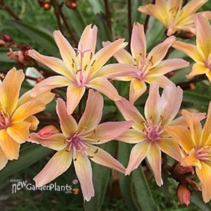 Little Peach Lewisia