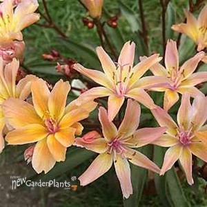 Little Peach Lewisia