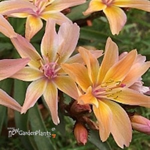 Little Peach Lewisia