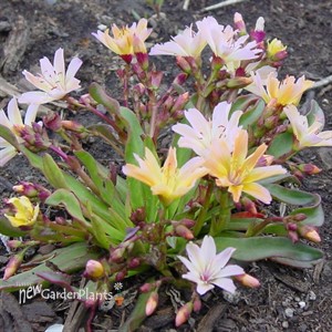 Little Peach Lewisia