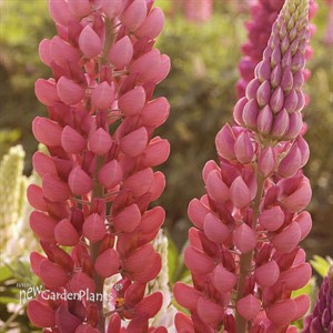 Red Popsicle Lupinus