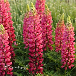 Red Popsicle Lupinus
