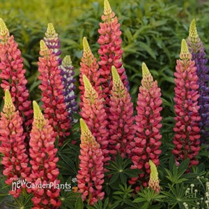 Red Popsicle Lupinus