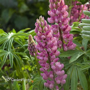 Pink Popsicle Lupine