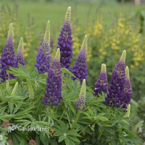 Blue Popsicle Lupine