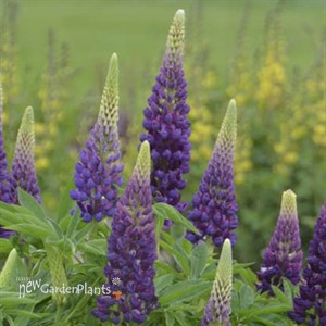 Blue Popsicle Lupine