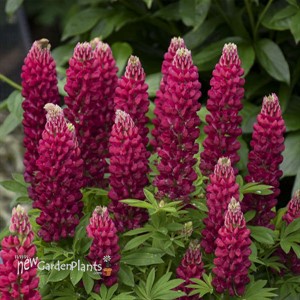 MINI GALLERY Red Lupinus