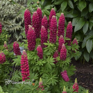 MINI GALLERY Red Lupinus