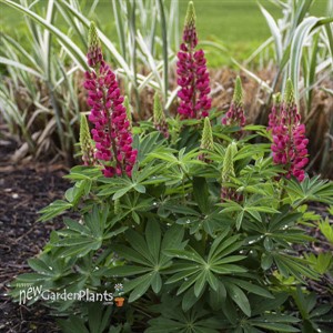 MINI GALLERY Red Lupinus