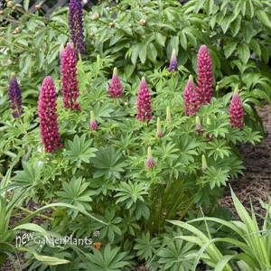 MINI GALLERY Red Lupinus