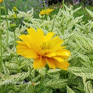 Heliopsis 'Double Sunstruck'