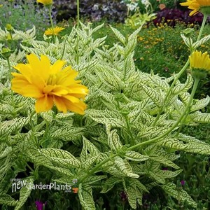 Heliopsis 'Double Sunstruck'
