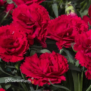 Dianthus Constant® Beauty Red