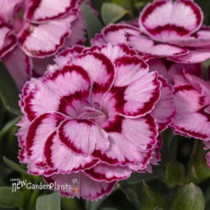 Dianthus Constant Beauty® Pink Crush