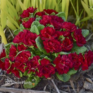 Primula BELARINA VALENTINE