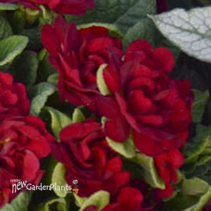 Primula BELARINA VALENTINE