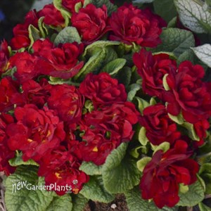 Primula BELARINA VALENTINE