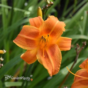 'Rocket City' Daylily