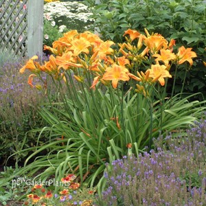 'Rocket City' Daylily